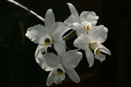 white flower orchid white