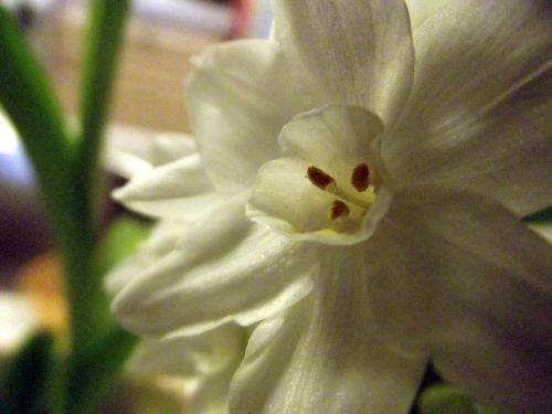 White Flower 3