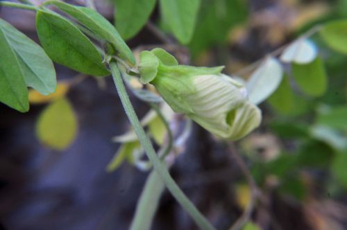 White Flower 3