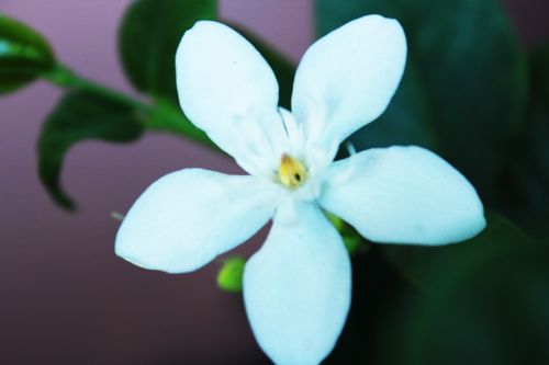 White Flower 3