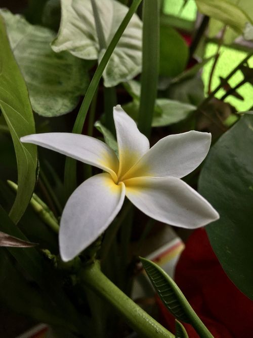 white flower white petals flower