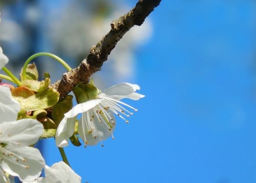 white flower cherry spring