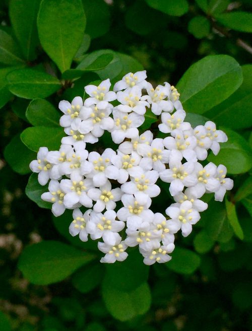 white flower flower flora