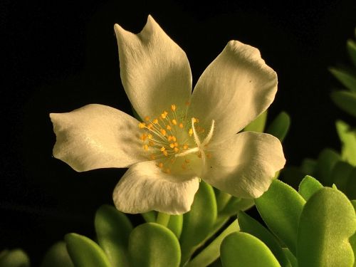 white flower white petals flower