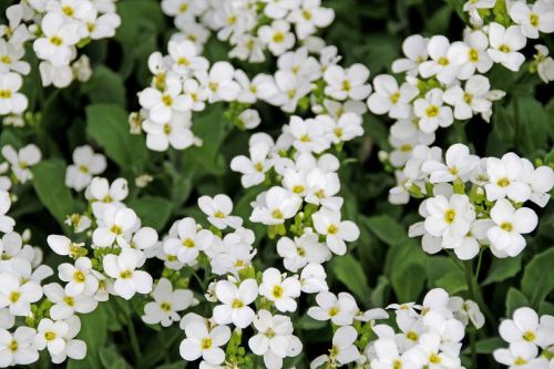 white flower nature summer