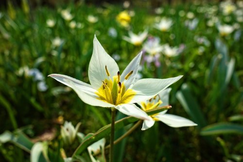 white flower  flower  spring flower