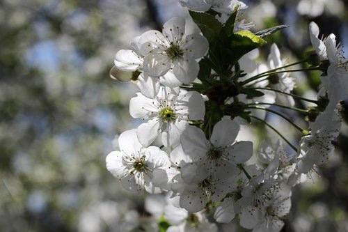 white flower  blooming  spring