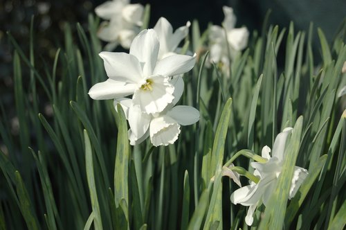 white flower  spring  white flowers