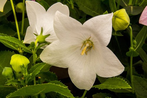 white flower  petunia  nature