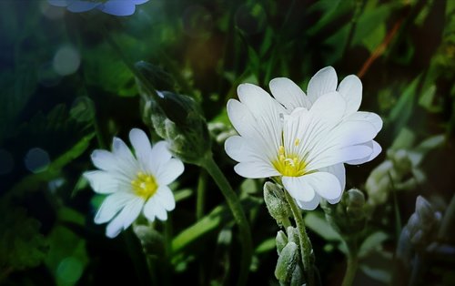 white flower  flowers