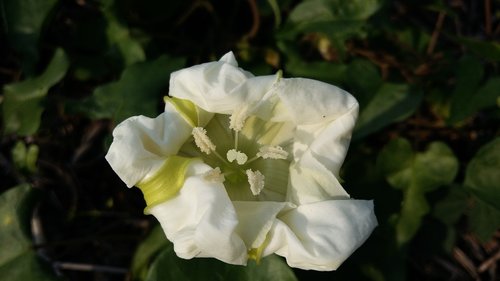 white flower  wild  plant wildlife
