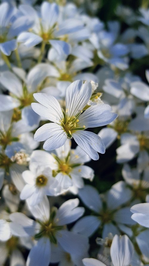 white flower  garden