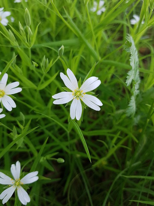 white flower  summer  spring