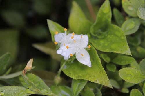 white flower  nature  dawn