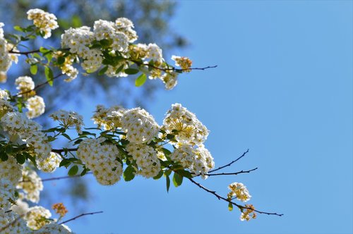 white flower  garden  flower