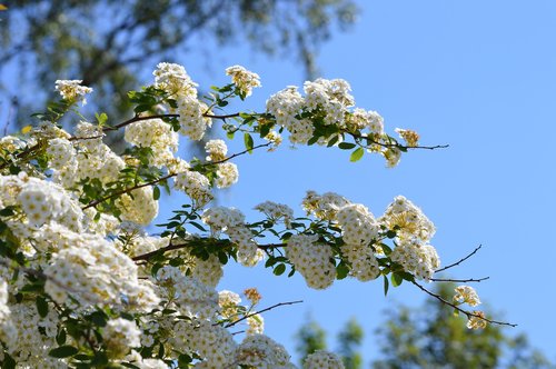 white flower  flower  garden