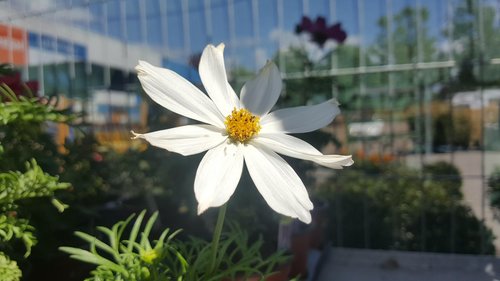 white flower  flower  white