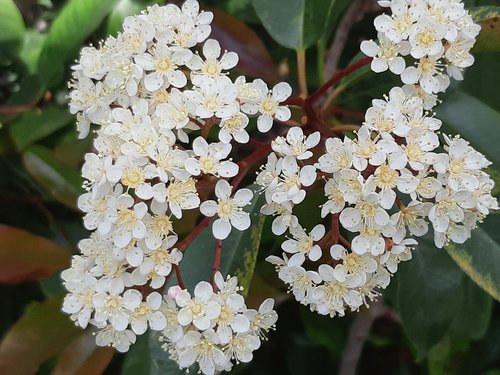 white flower  small flowers