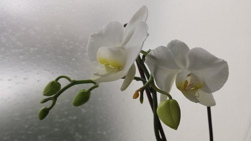white flower  rain  flowers