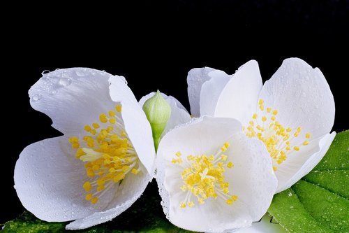 white flower  white blossom  close up