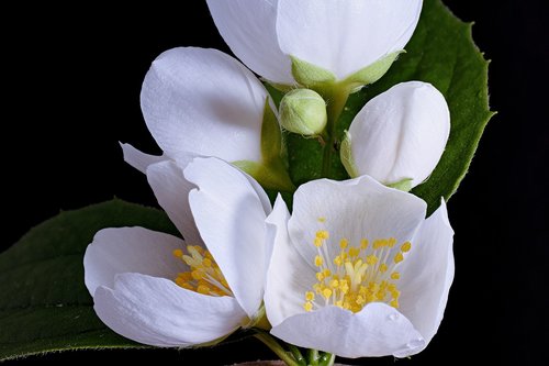 white flower  white blossom  close up