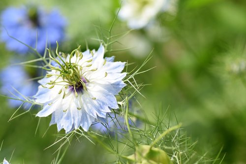 white flower  garden  spring