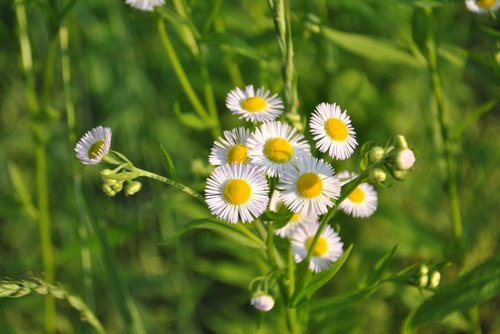 white flower  white flowers  flower