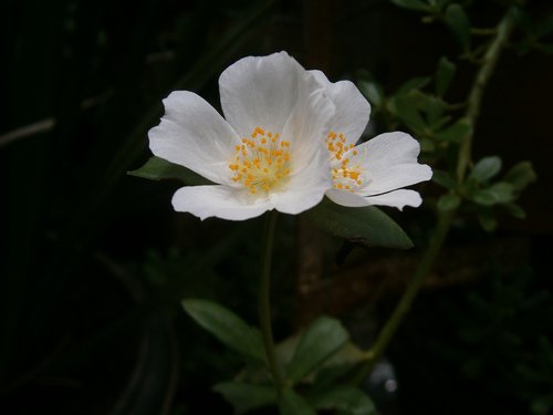 white flower  macro  nectar
