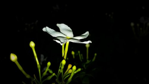 white flower  close up  night flowering