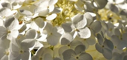 white flower  flora  plant