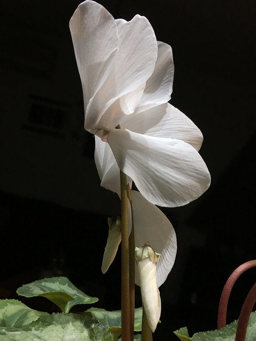 white flower  white petals  flower