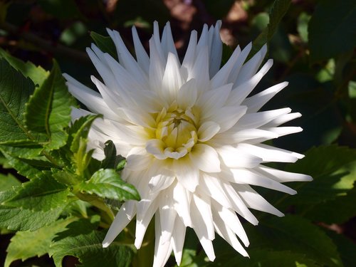 white flower  dalia  flowers