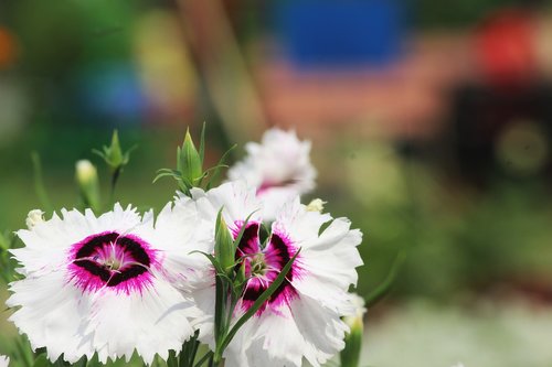 white flower  nature  beautiful