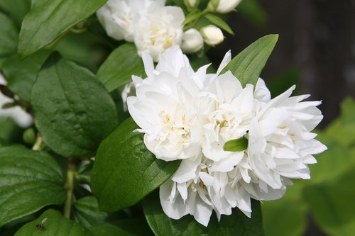 white flower  garden  petals