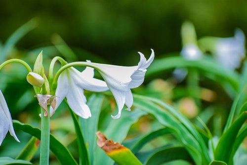 white flower  petals  nature