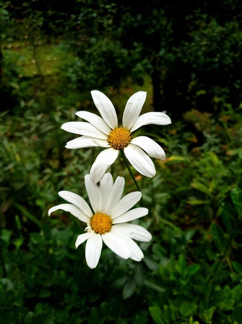 white flower  beautiful flower  flower