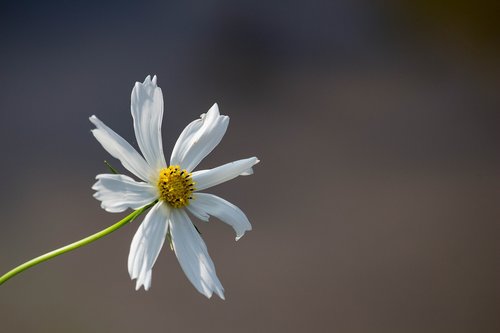 white flower  nature  white