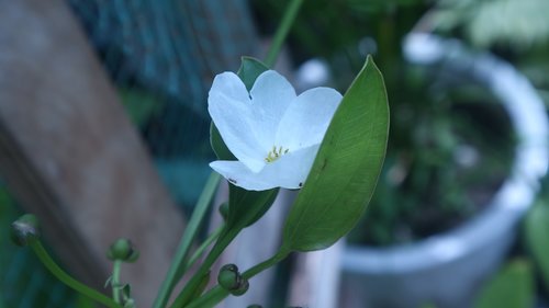 white flower  white  leaf