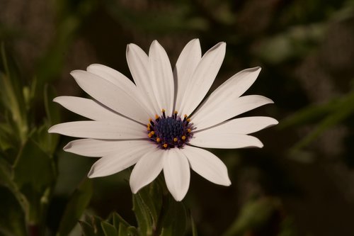 white flower  flower  flower petals