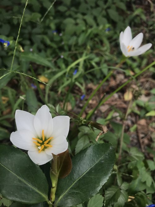 white flower  flower  hope