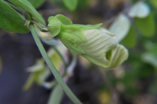 White Flower 4