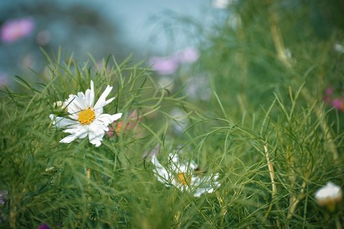 white flower  plant  grass