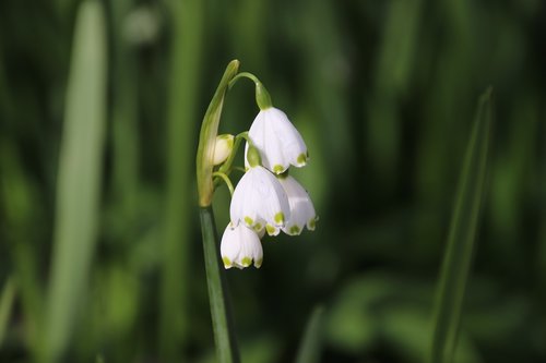 white flower  bells  spring