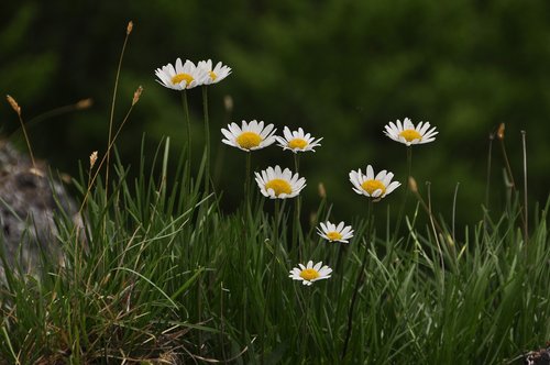 white flower  daisies  meadow