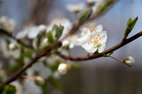 white flower  cherry  spring