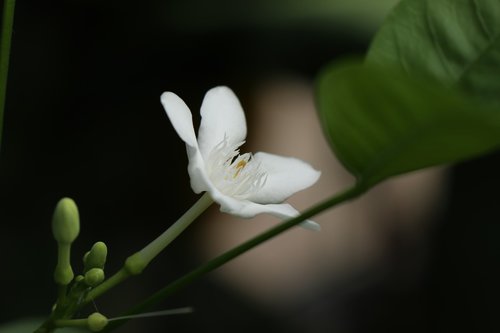 white flower  blur  dark