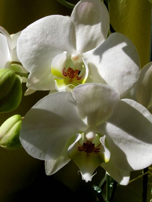 white flower the petals orchid