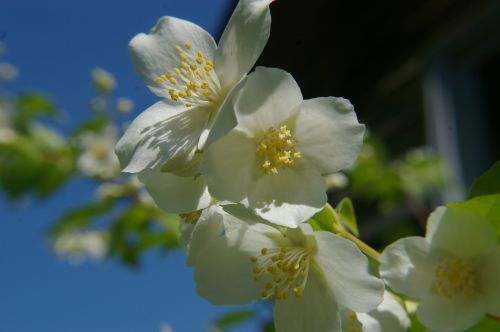 white flower machurian shrub flower