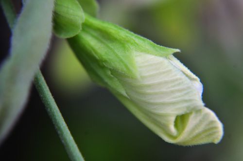 White Flower 5