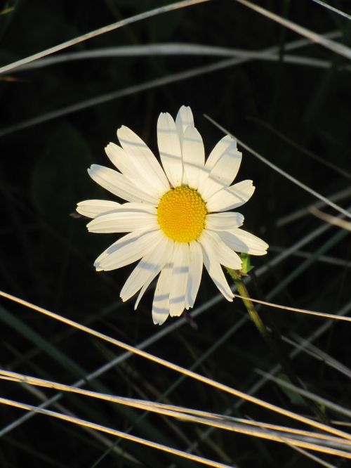 white flower marguerite meadow margerite